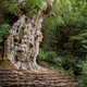 Image for article titled The Oldest Living Things in the World